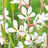 Gaura