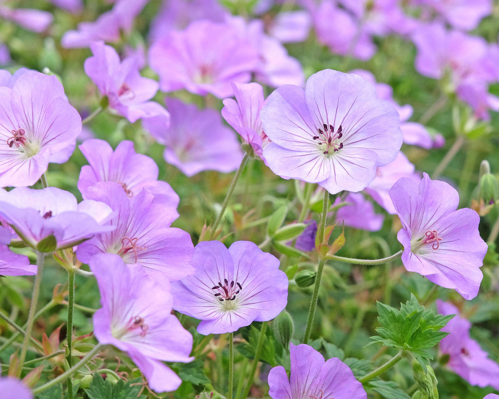 Geranium 'Azure Rush'