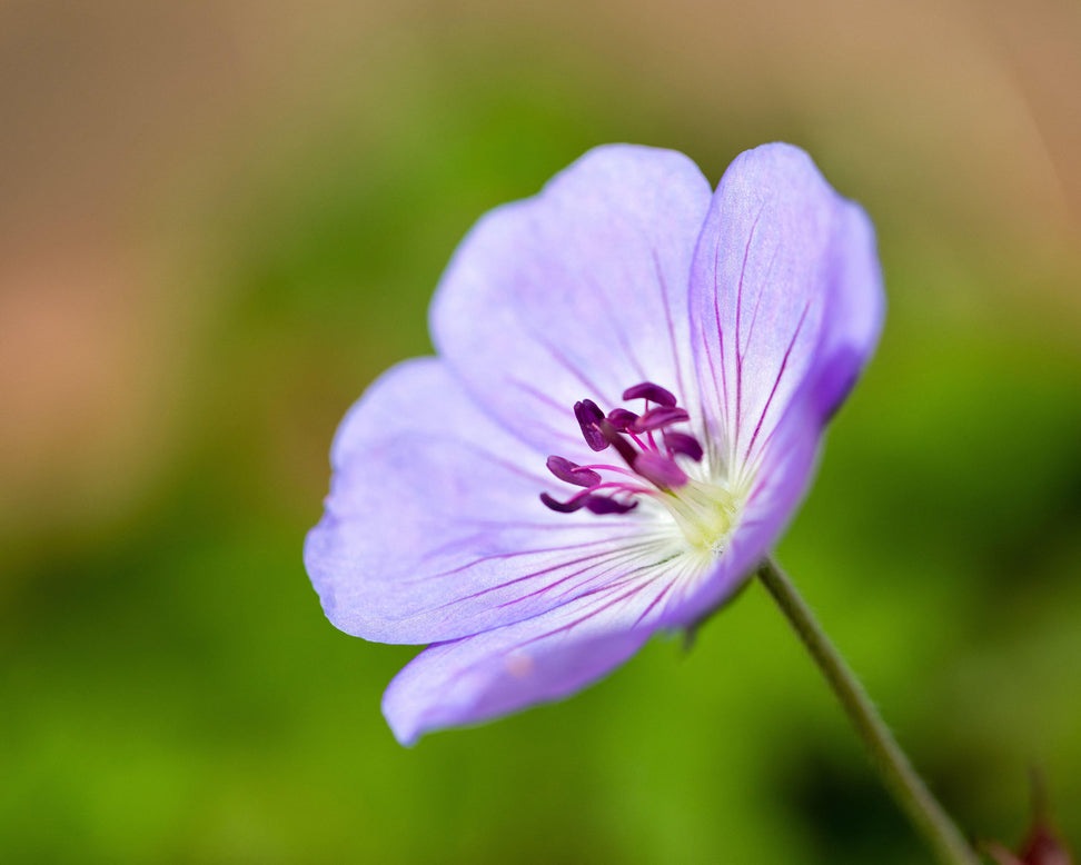 Geranium 'Azure Rush'