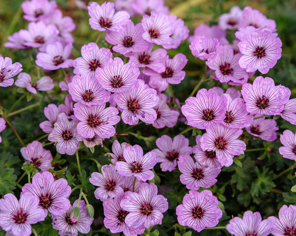 Geranium 'Ballerina'
