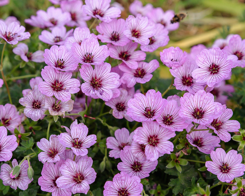 Geranium 'Ballerina'