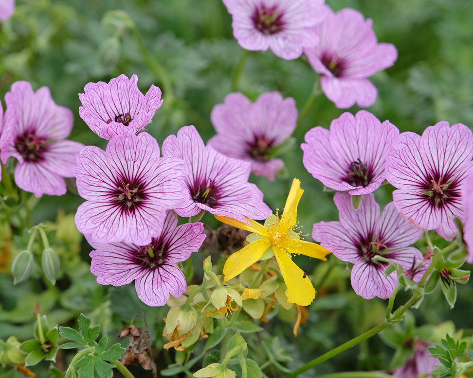 Geranium 'Ballerina'