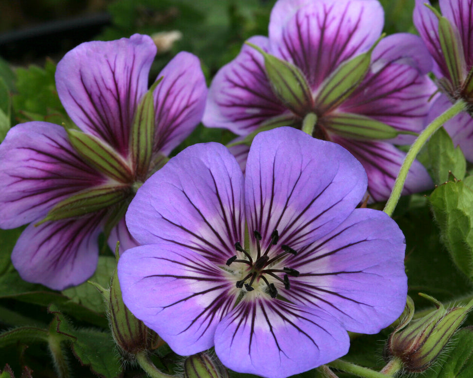 Geranium 'Havanna Blues'