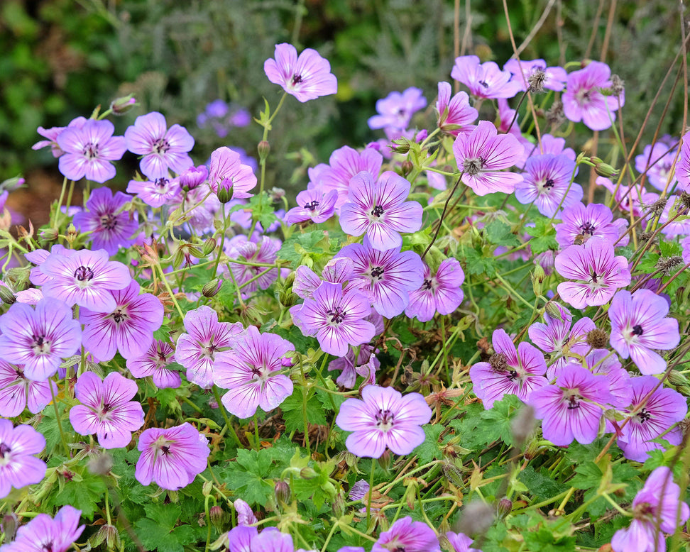 Geranium 'Havanna Blues'