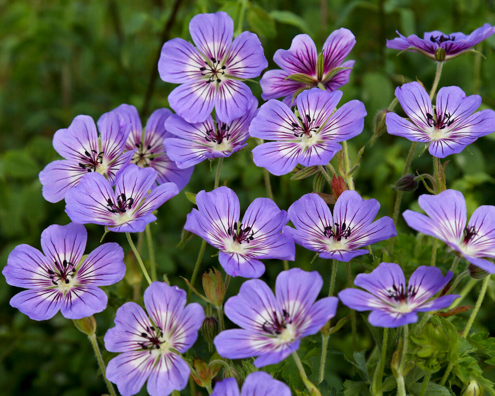 Geranium 'Havanna Blues'