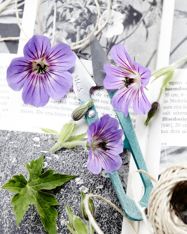 Geranium 'Havanna Blues'