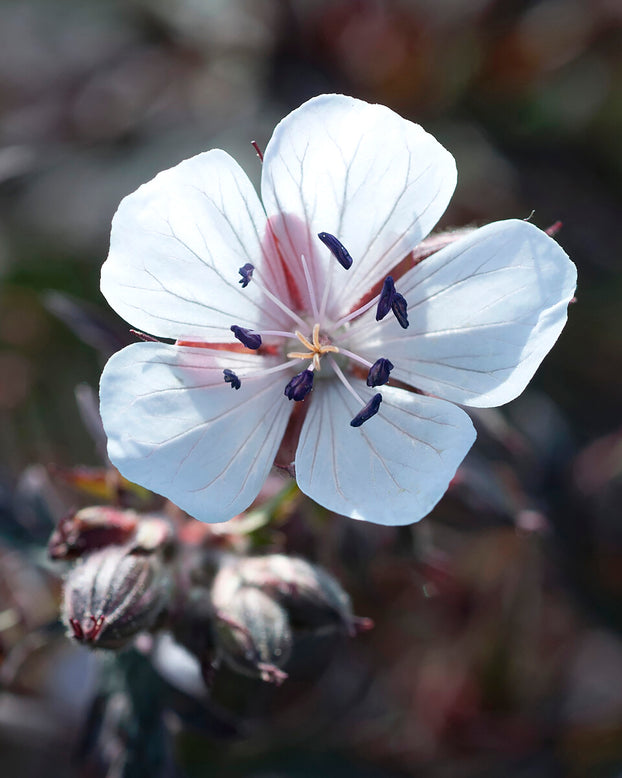 Geranium 'Midnight Ghost'