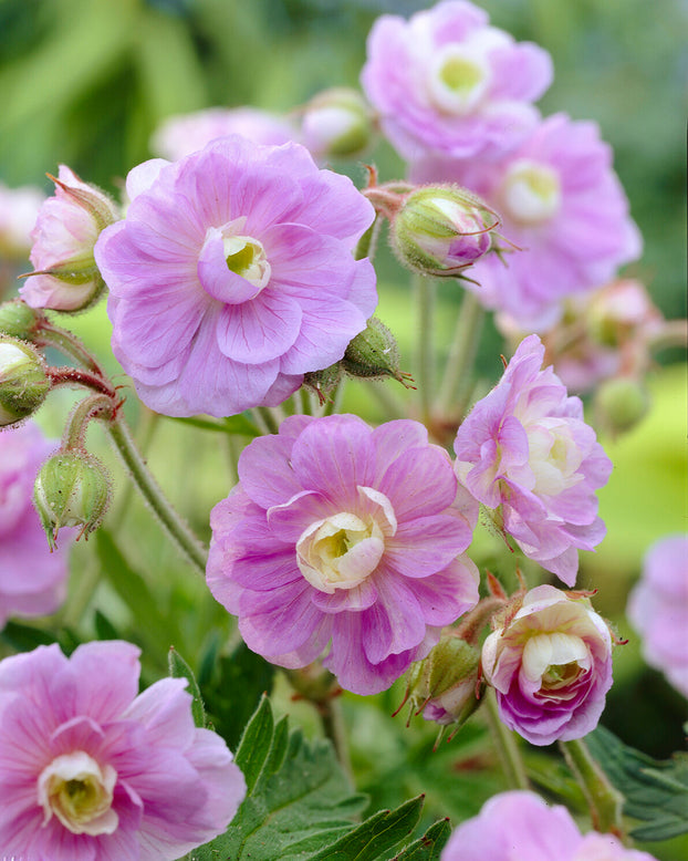 Geranium 'Summer Skies'