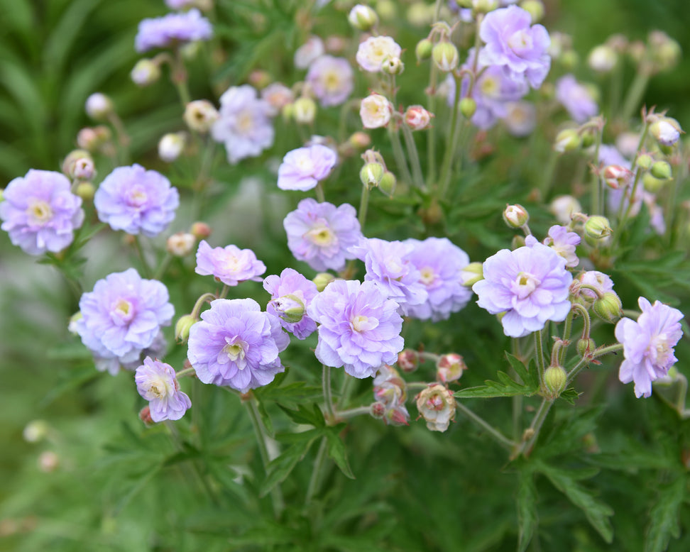Geranium 'Summer Skies'