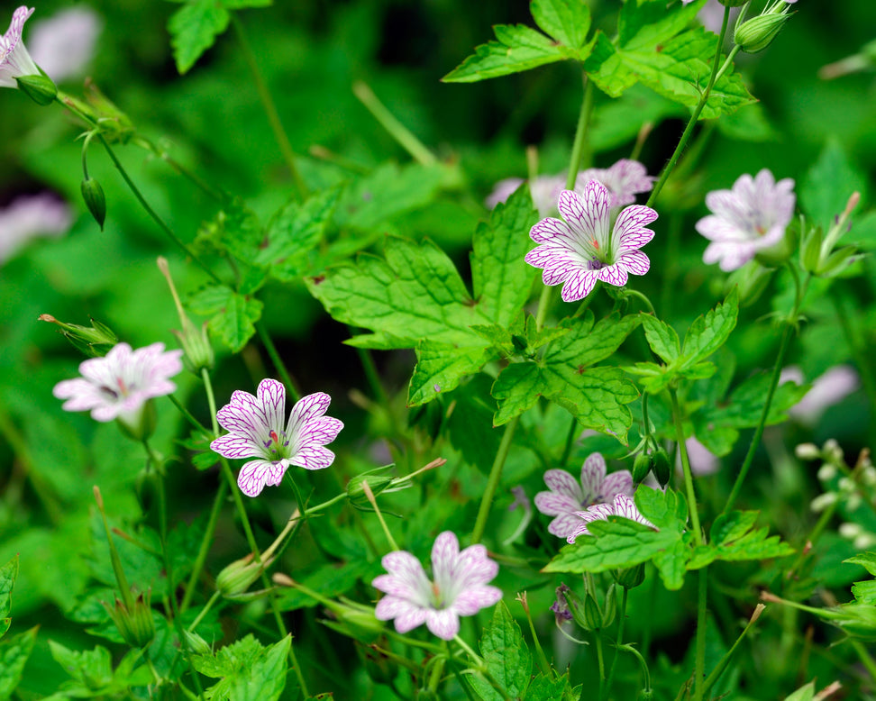Geranium versicolor