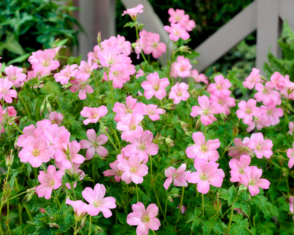 Geranium 'Wargrave Pink'