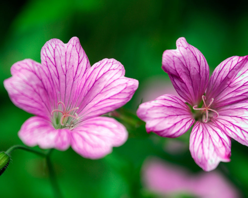 Geranium 'Wargrave Pink'