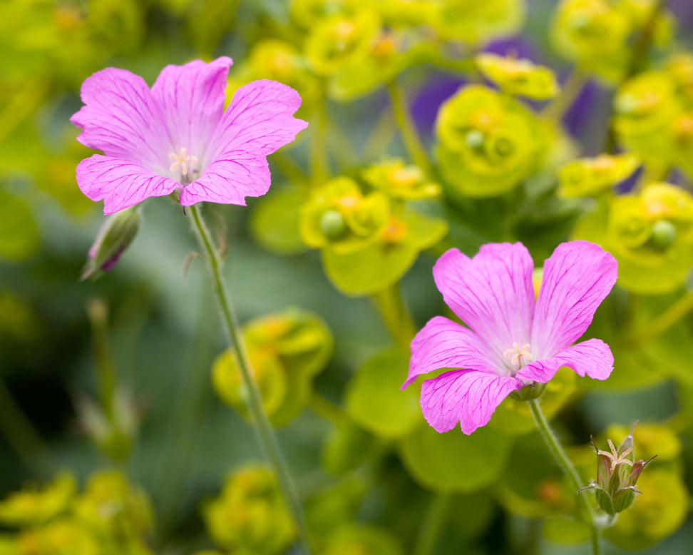 Geranium 'Wargrave Pink'