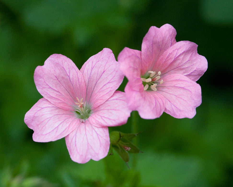 Geranium 'Wargrave Pink'