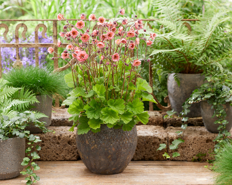 Geum 'Battenberg Cake'