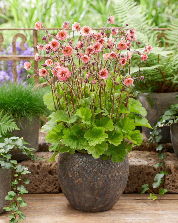 Geum 'Battenberg Cake'