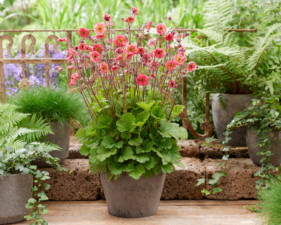 Geum 'Cherry Bakewell'