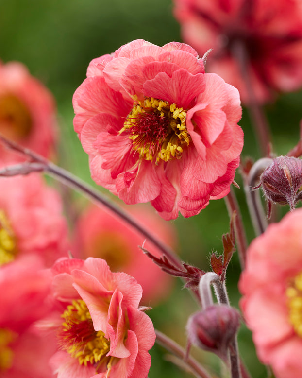 Geum 'Cherry Bakewell'
