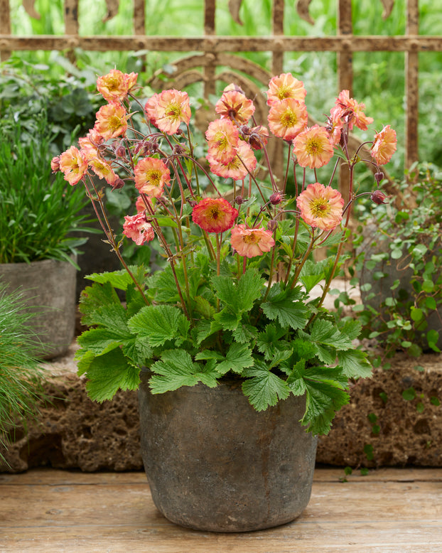 Geum 'Jam Roly-Poly'