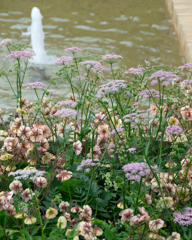 Geum 'Pretticoats Peach'