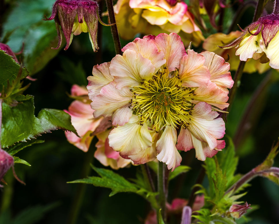 Geum 'Pretticoats Peach'