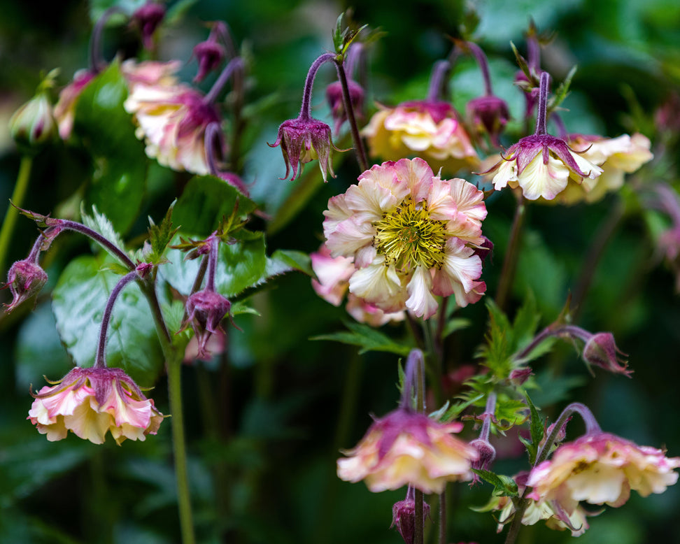 Geum 'Pretticoats Peach'