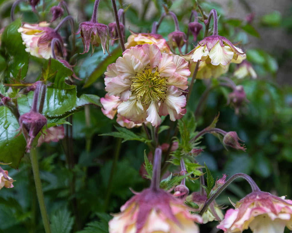 Geum 'Pretticoats Peach'