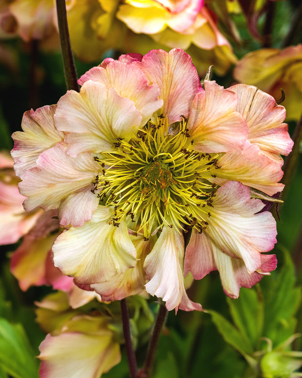 Geum 'Pretticoats Peach'