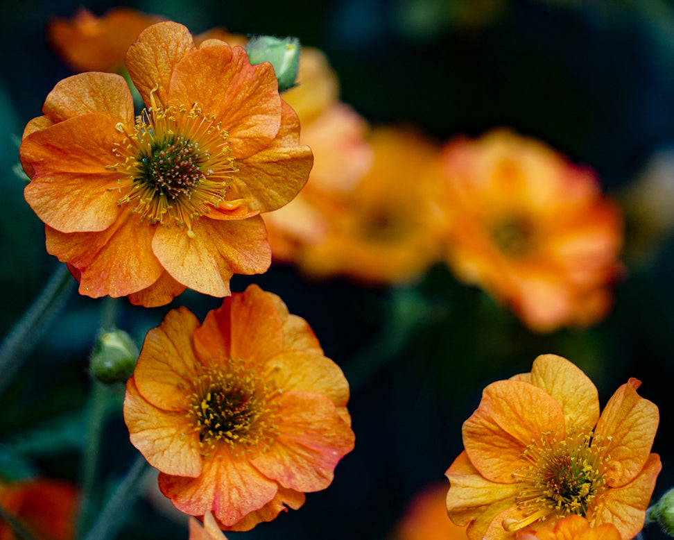 Geum 'Prinses Juliana'