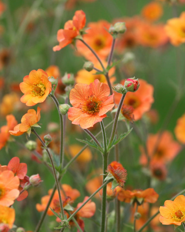 Geum 'Tim's Tangerine'