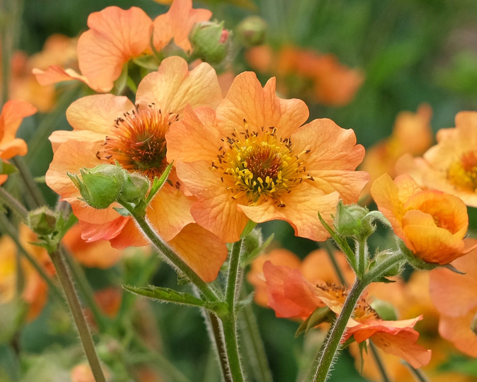 Geum 'Totally Tangerine'