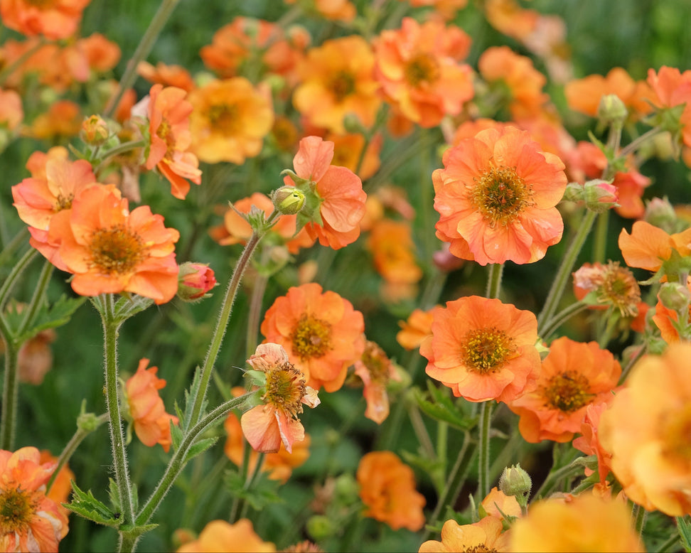 Close-up of orange Geum flowers with a blurred green background