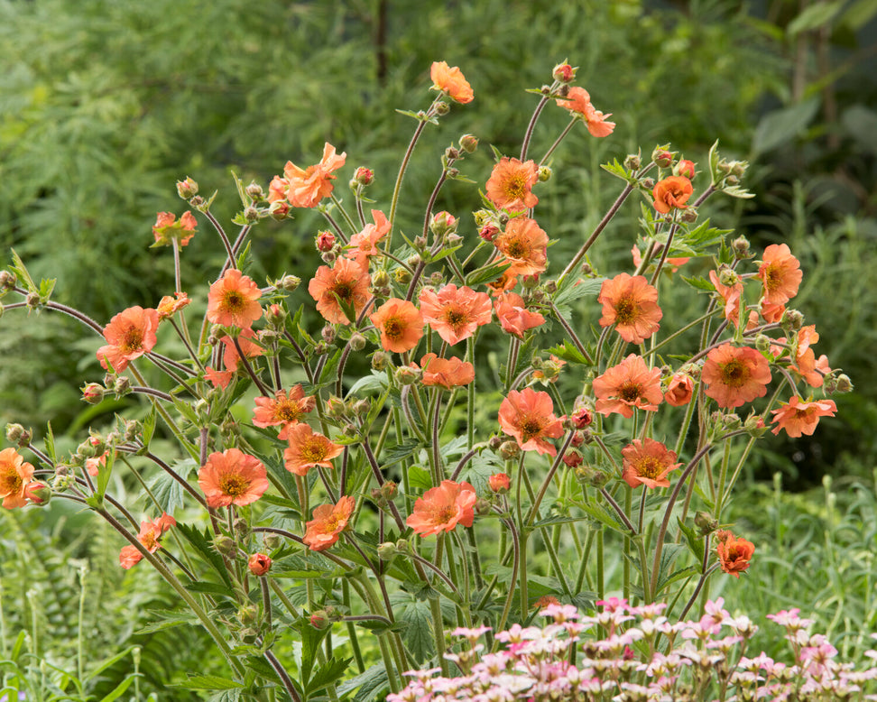 Geum 'Tim's Tangerine'