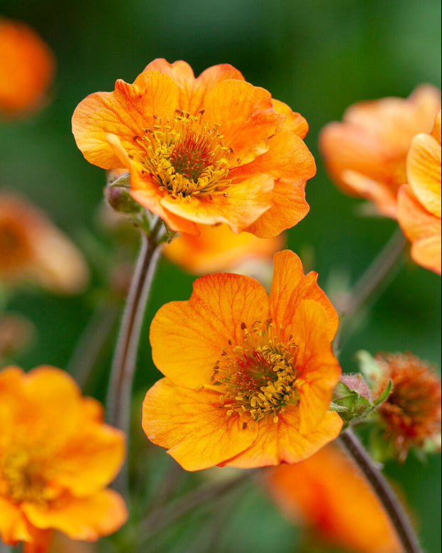 Geum 'Tim's Tangerine'