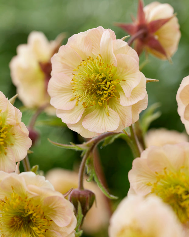 Geum 'Victoria Sponge'