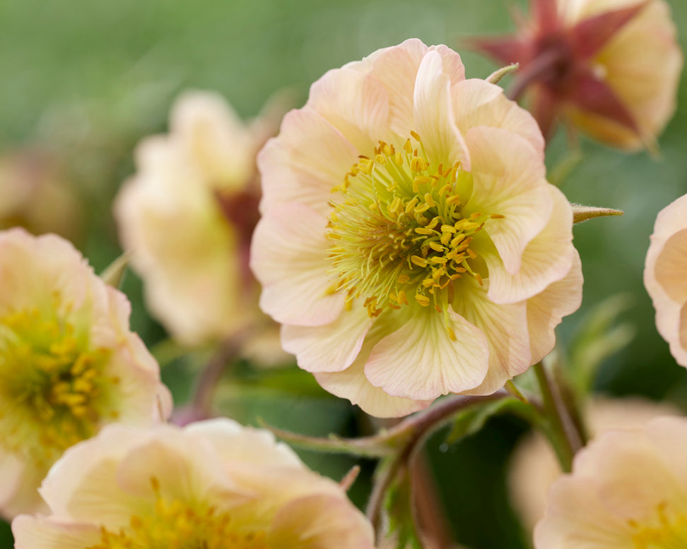 Geum 'Victoria Sponge'