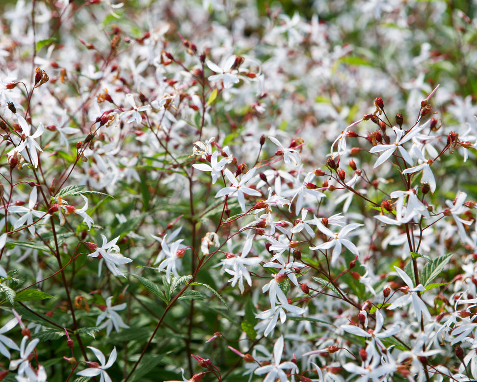 Gillenia trifoliata