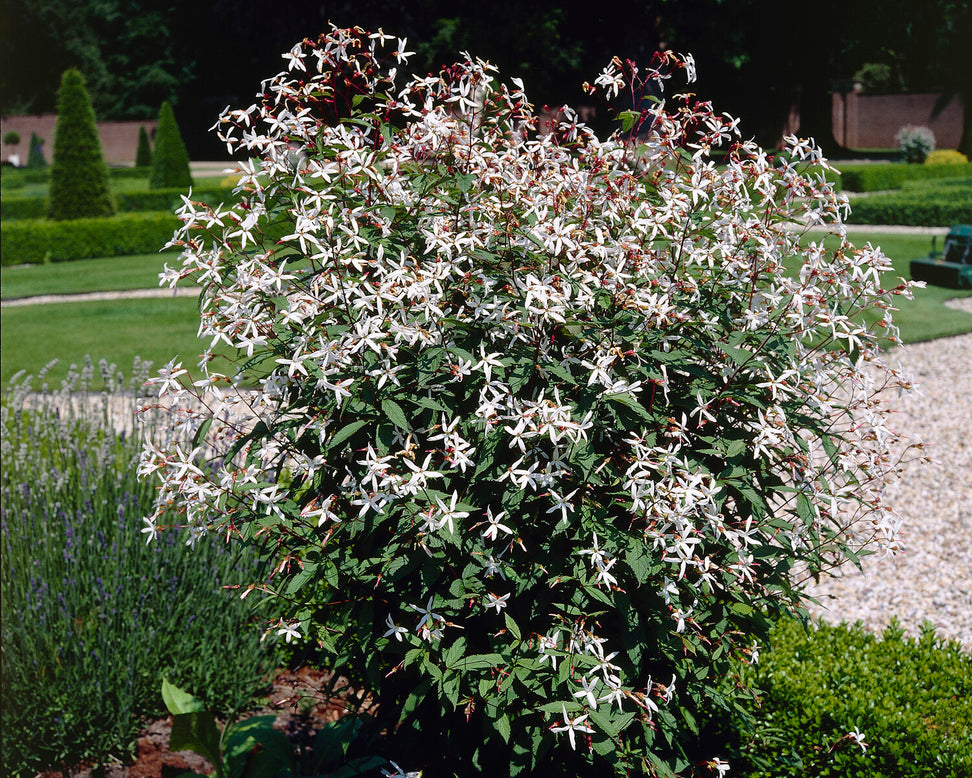 Gillenia trifoliata