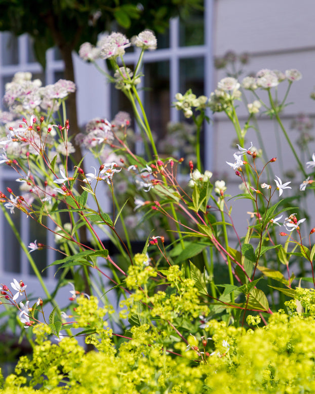 Gillenia trifoliata