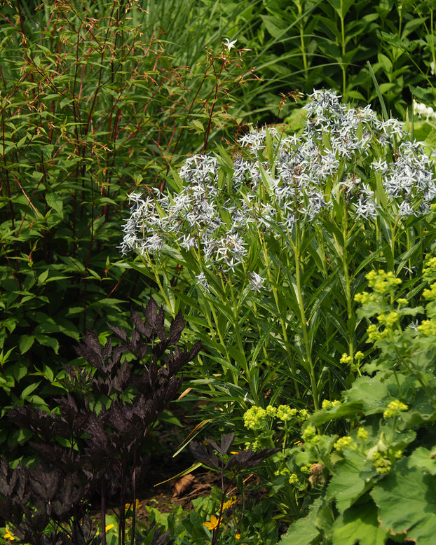 Gillenia trifoliata