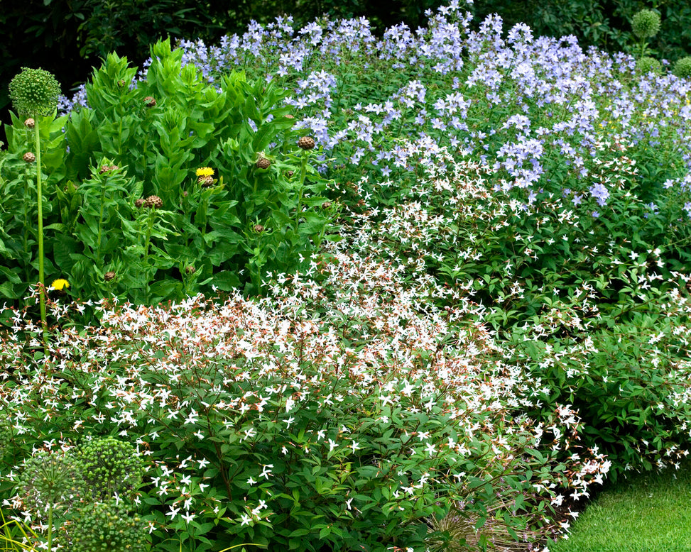 Gillenia trifoliata