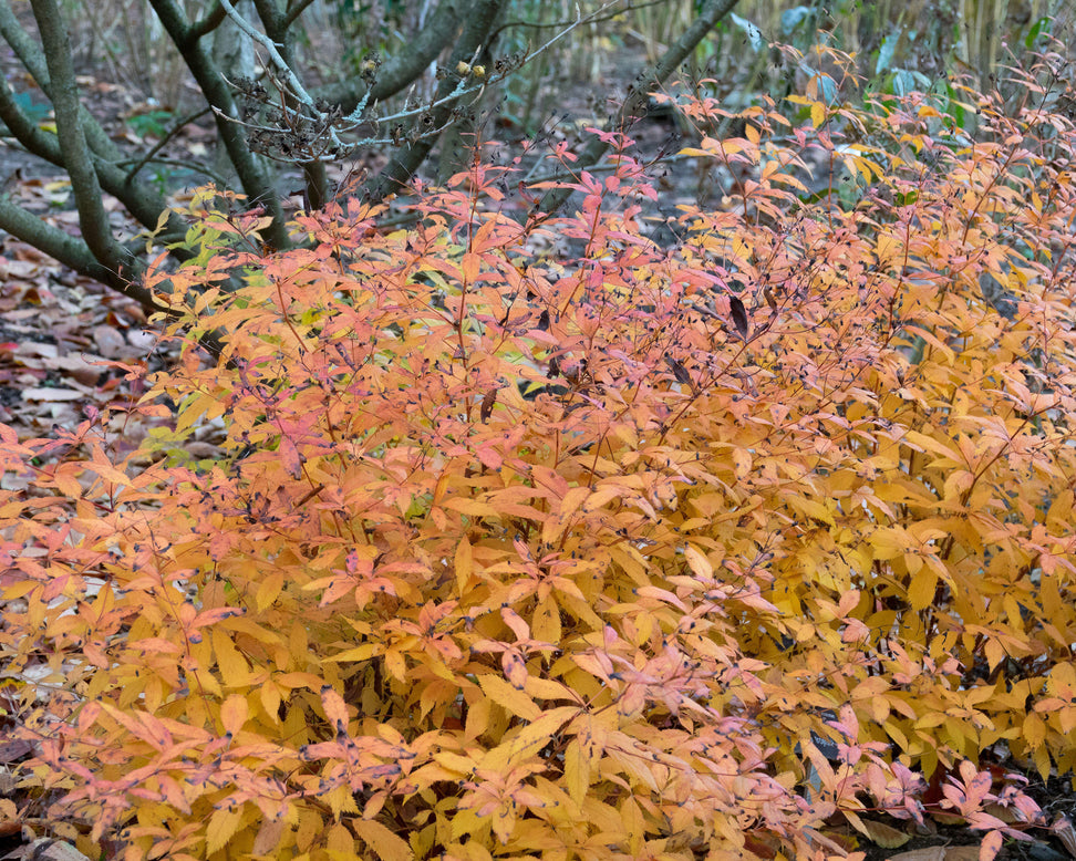 Gillenia trifoliata