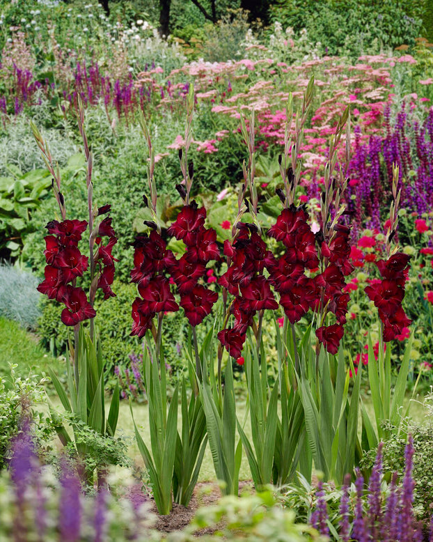 Gladiolus 'Black Star'