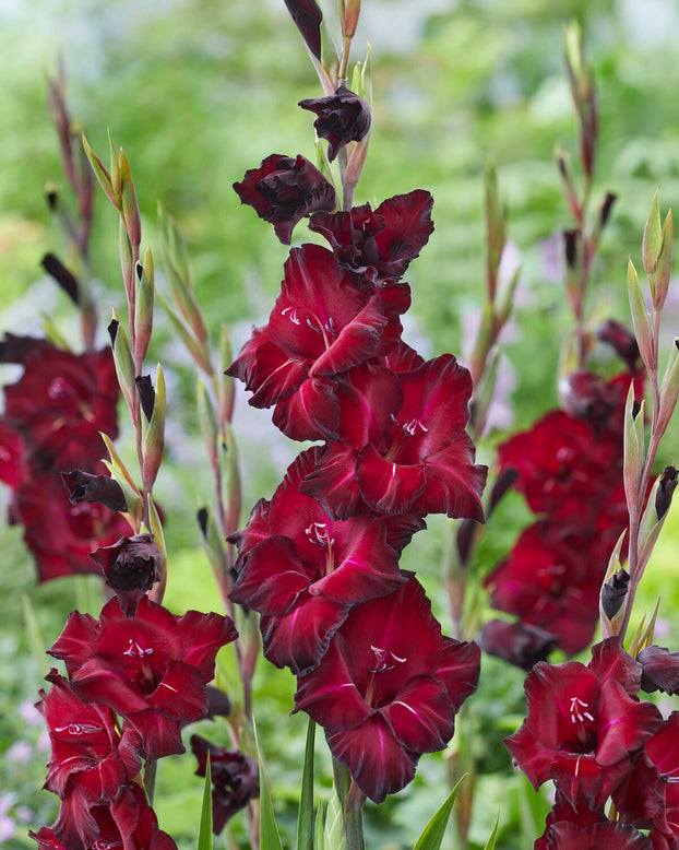 Gladiolus 'Black Star'