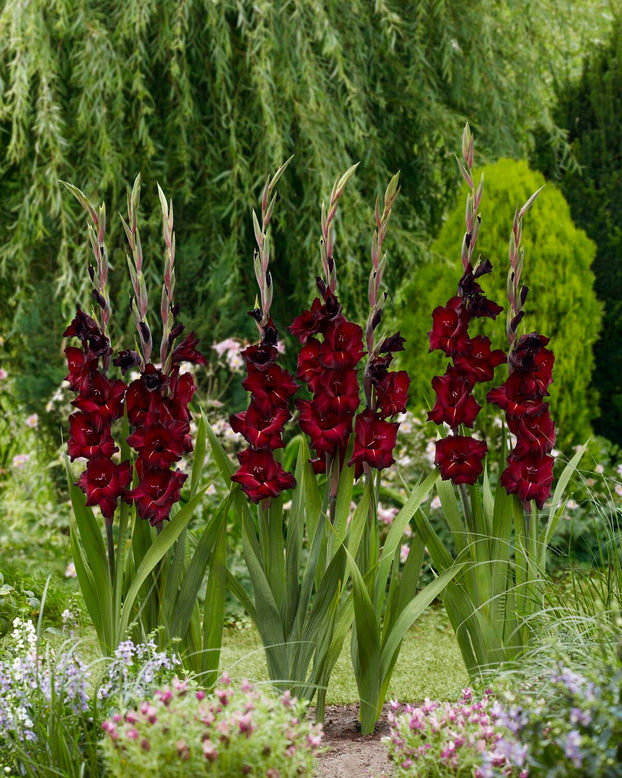 Gladiolus 'Black Surprise'