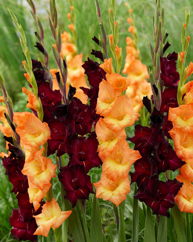 Gladiolus 'Black Surprise'
