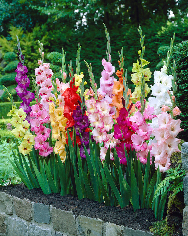 Gladiolus 'Butterfly Mixed'