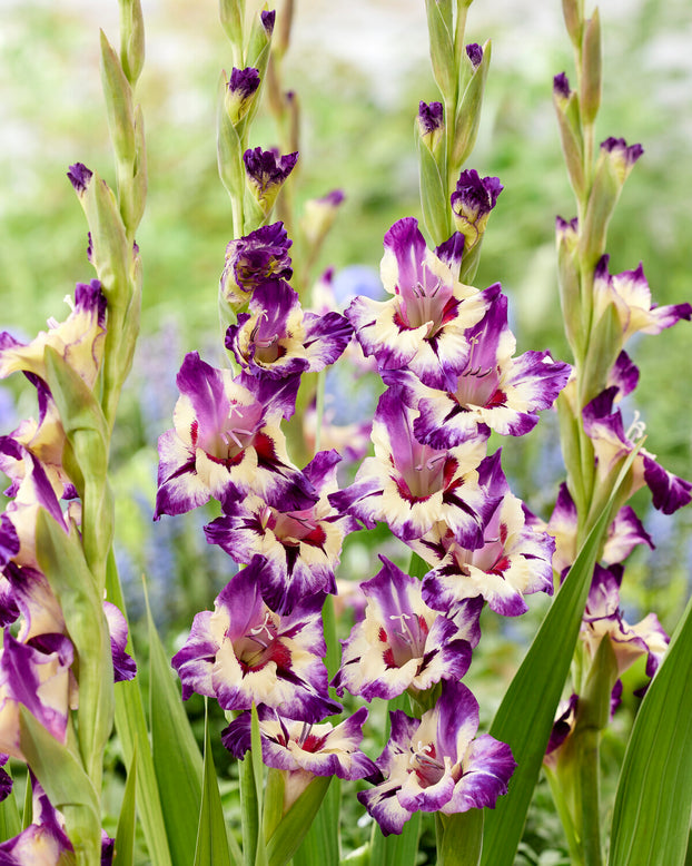 Gladiolus 'Circus Color'