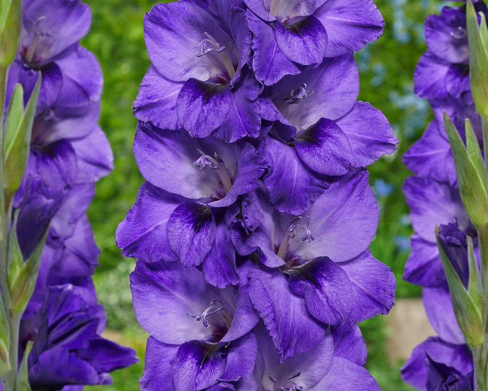 Gladiolus 'Cookie'