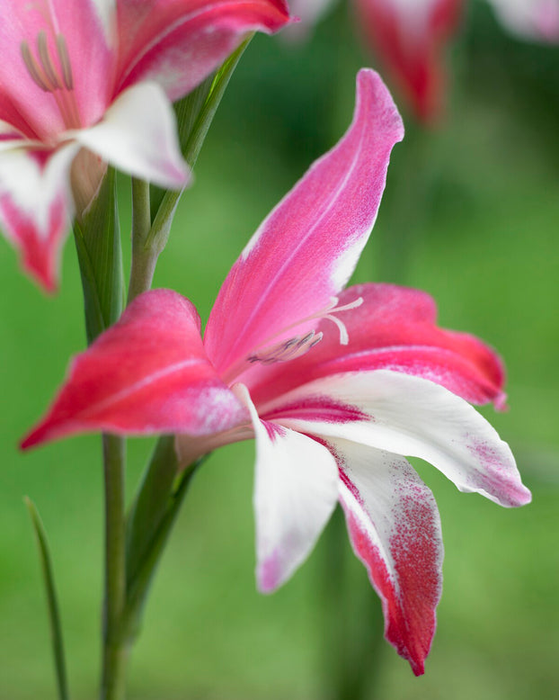 Gladiolus 'Galaxian'
